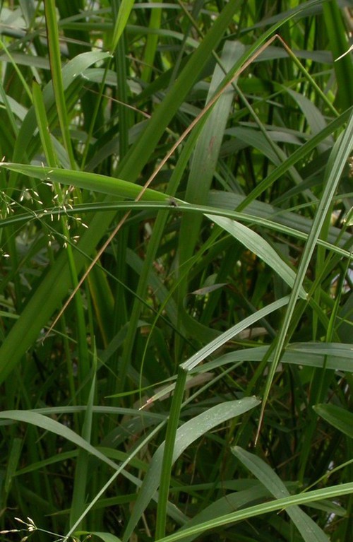 feuille