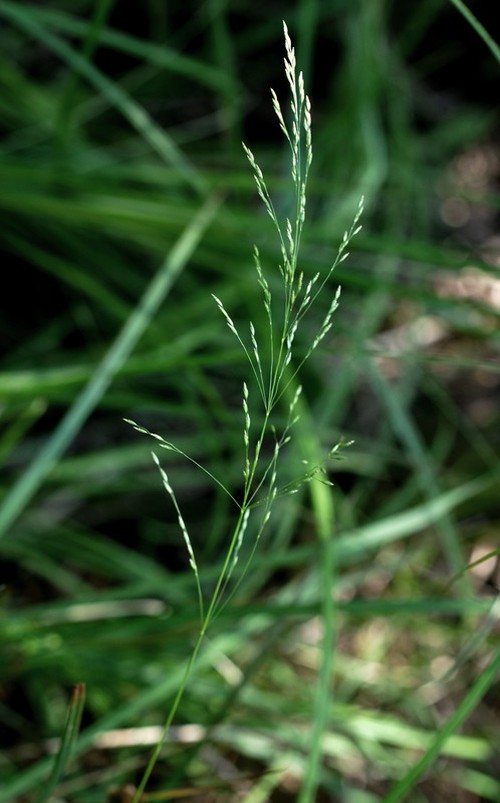 inflorescence