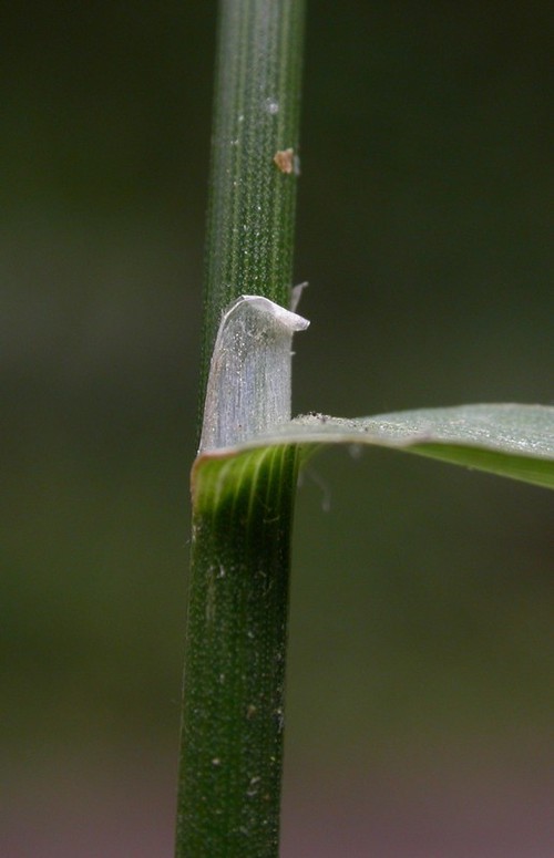 ligule