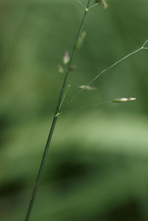 verticille du bas