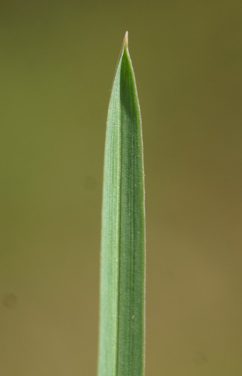 extrémité limbe