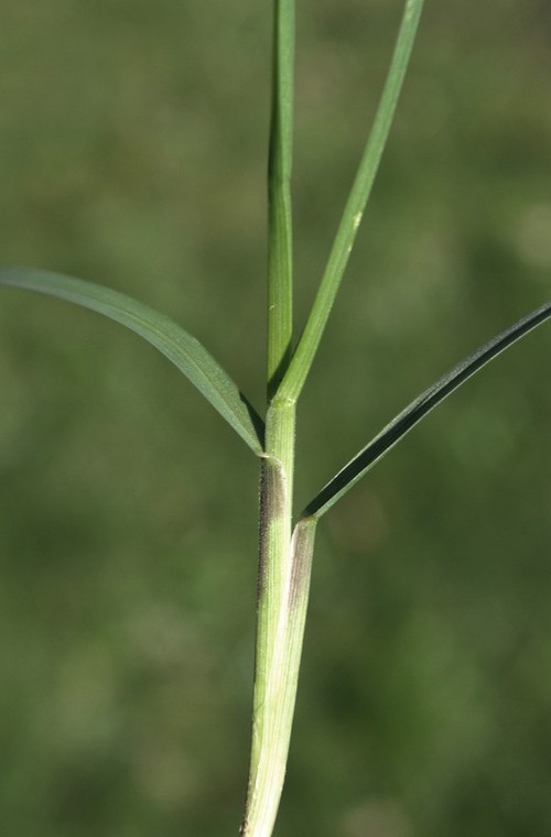feuille