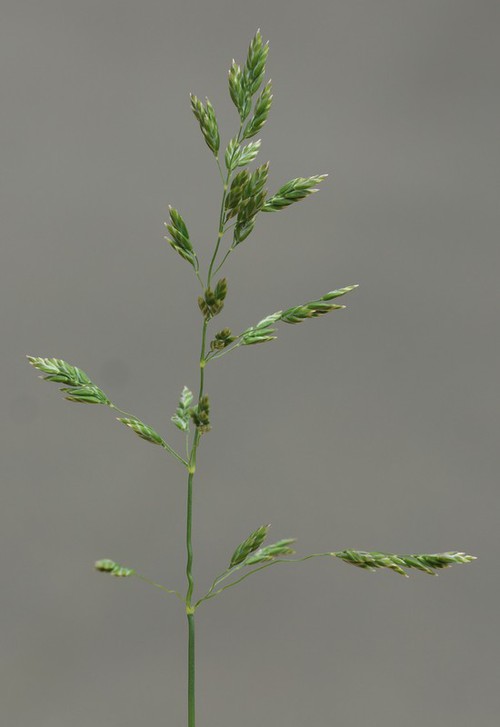 inflorescence