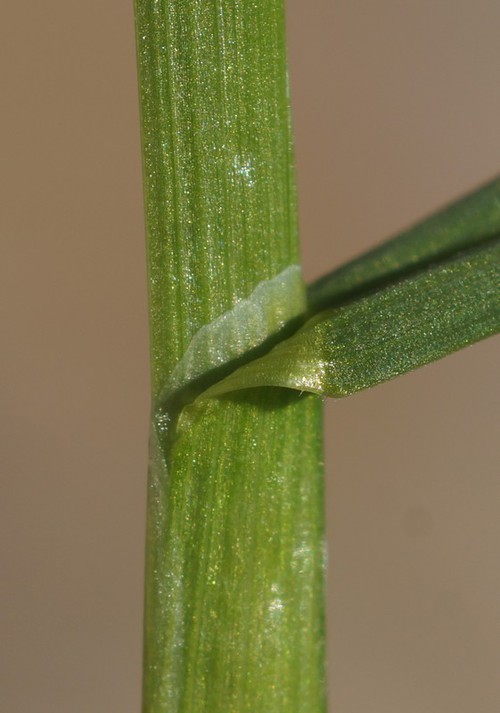 ligule