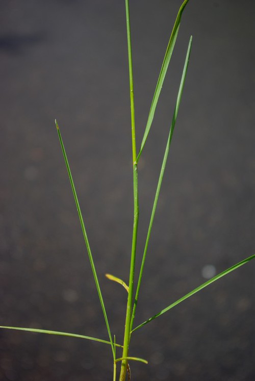 feuille