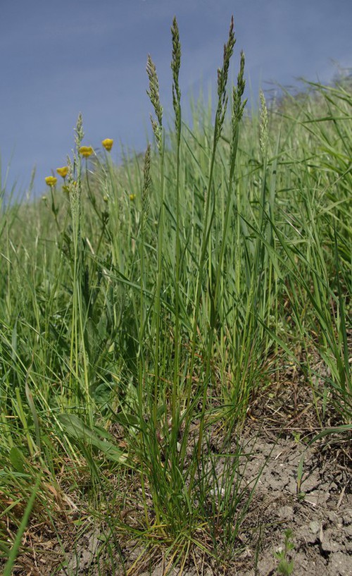 Plante entière