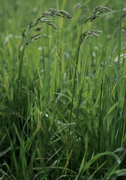 Plante entière
