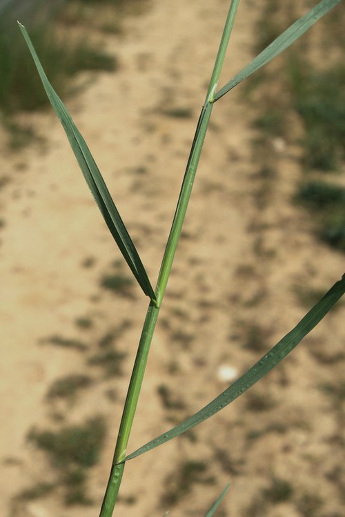 feuille