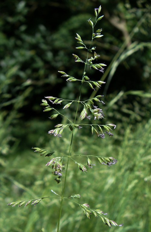 inflorescence