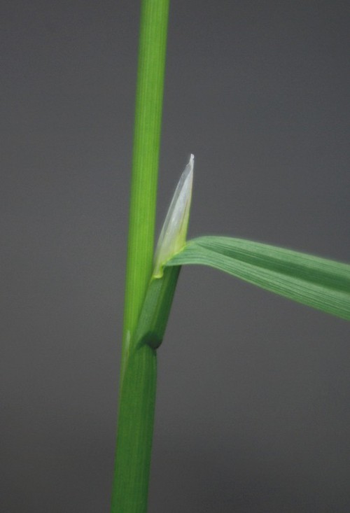 ligule