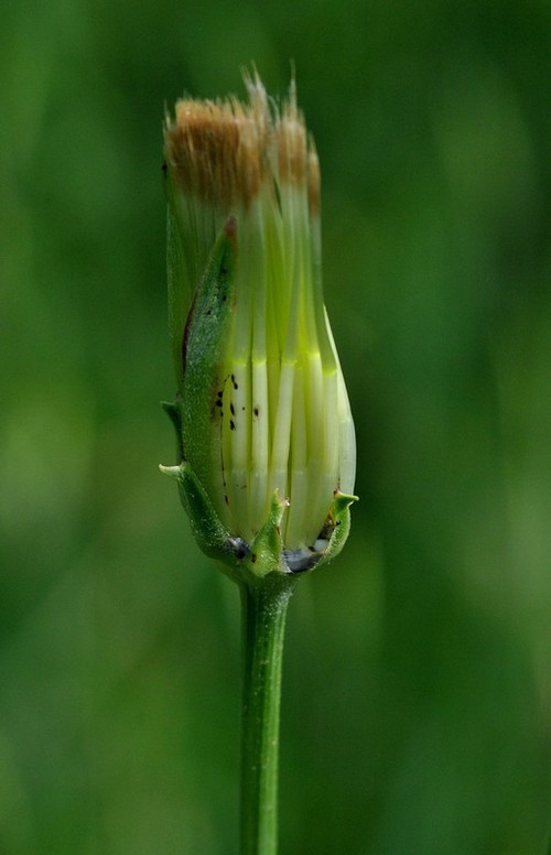 fruit