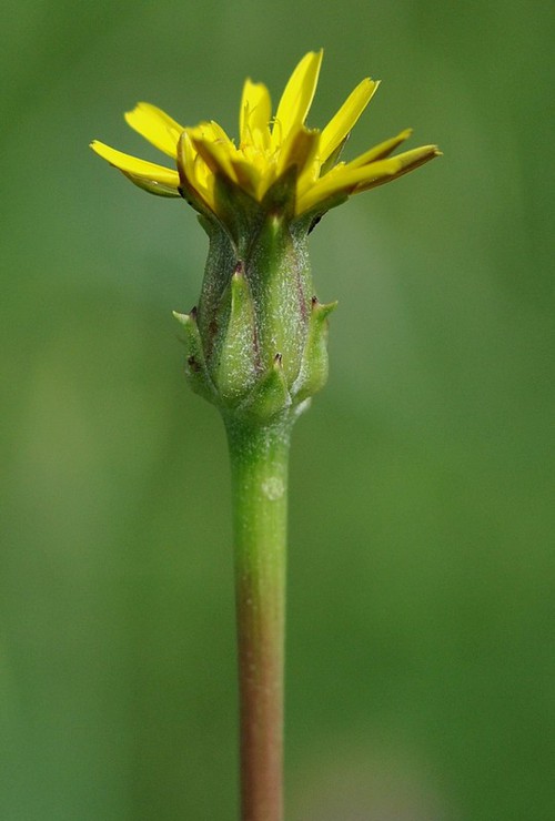 inflorescence
