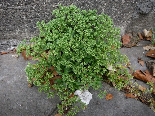 Plante entière