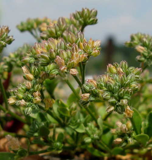 inflorescence