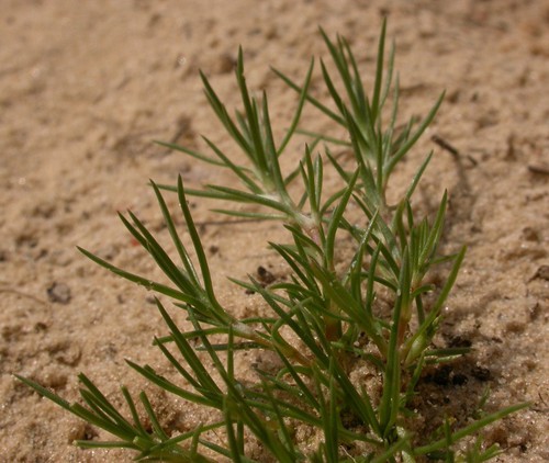 feuille