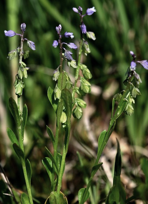Plante entière