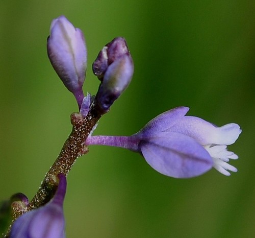 détail fleur