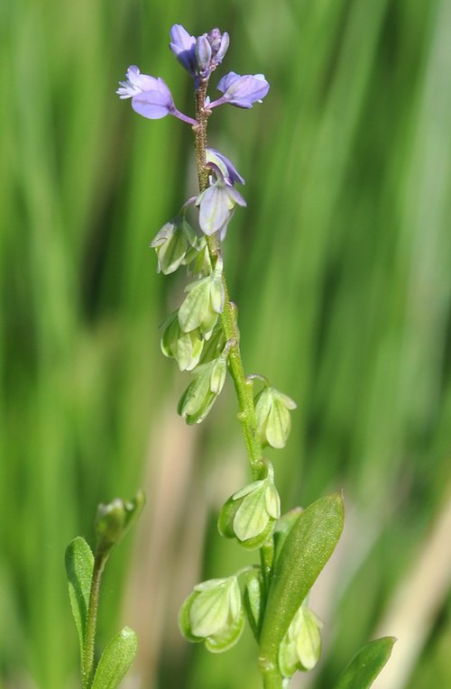inflorescence