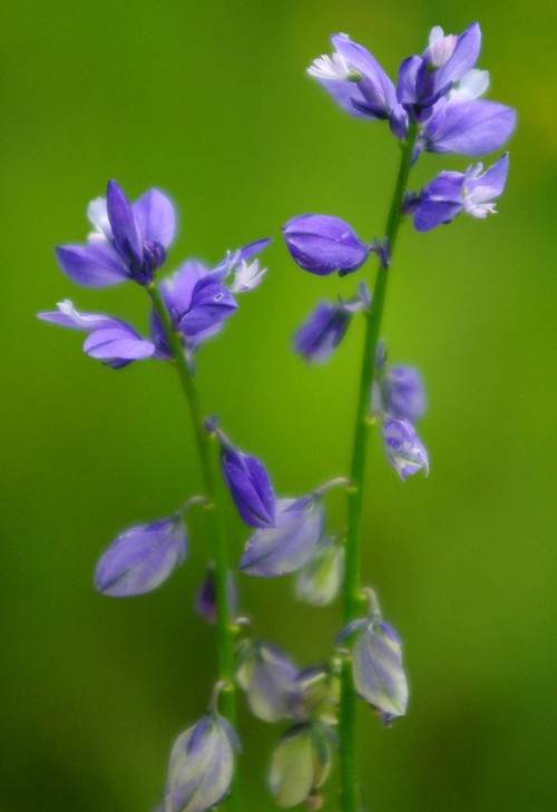 inflorescence