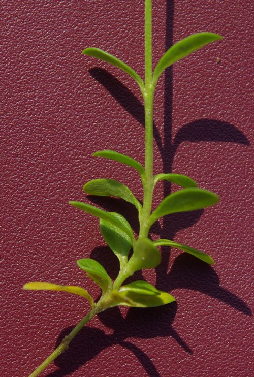 feuille