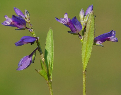 inflorescence