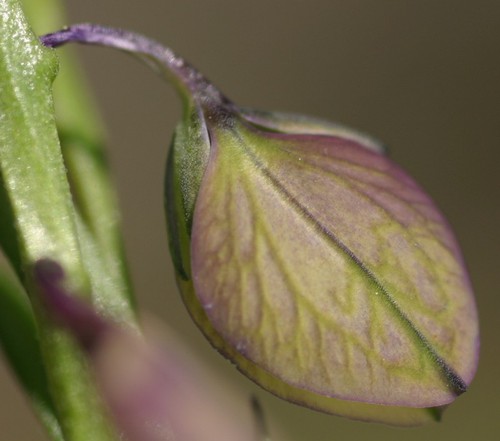 détail fleur