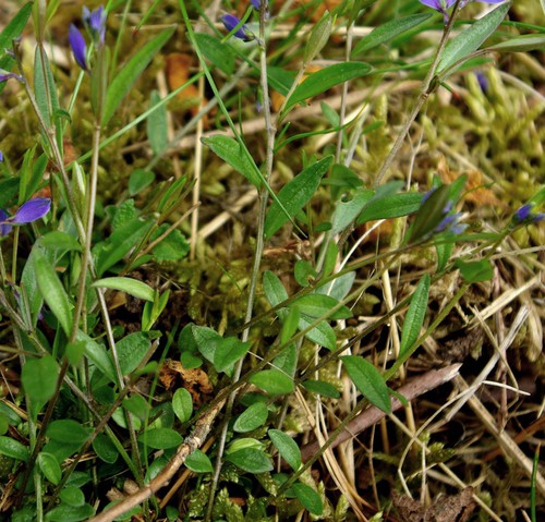 feuille