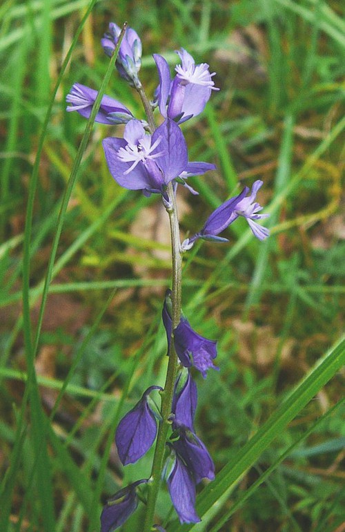inflorescence