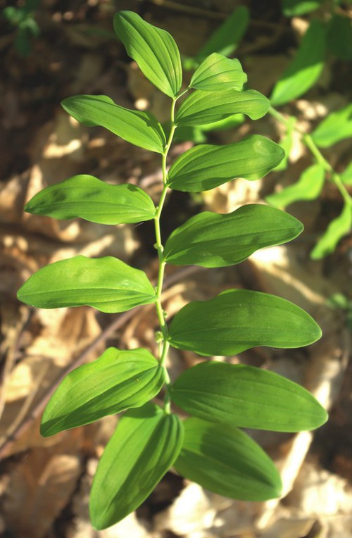 feuille