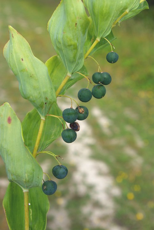 fruit