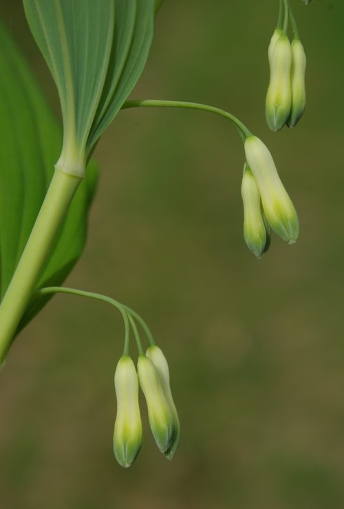 inflorescence