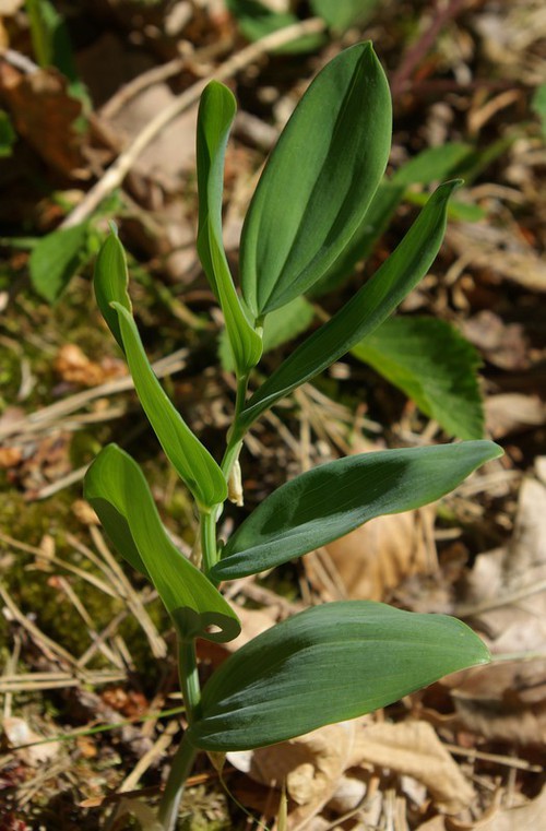 feuille