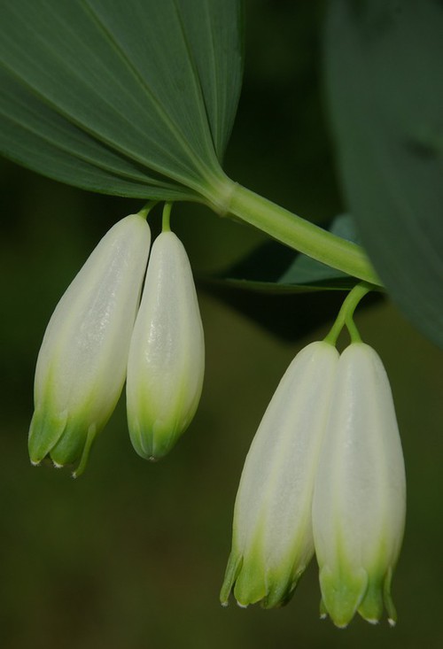 fleur