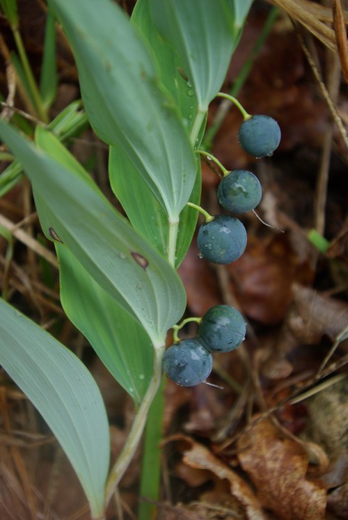 fruit