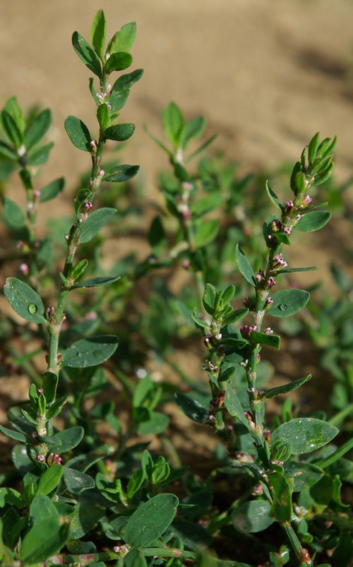 Plante entière