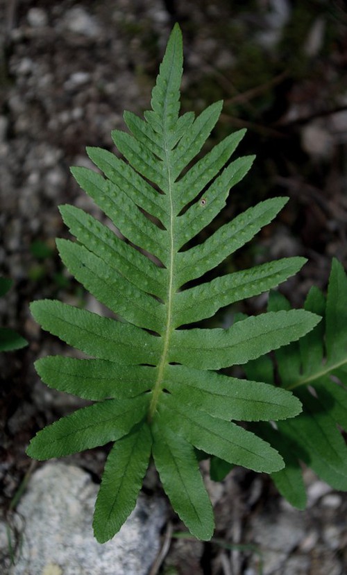 fronde