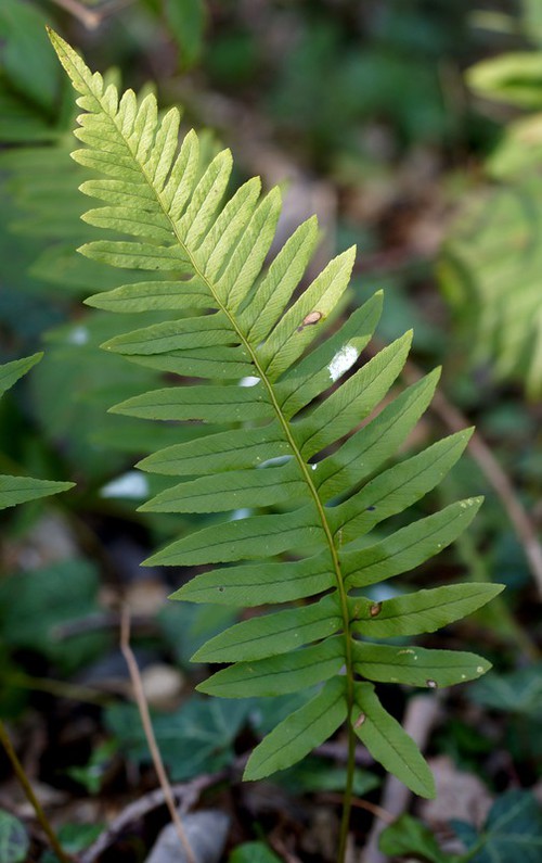 fronde