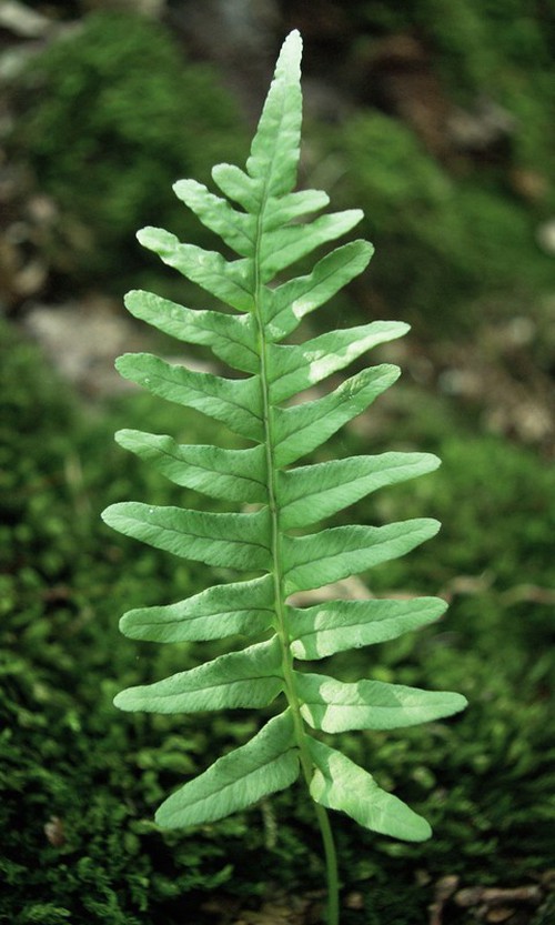 fronde