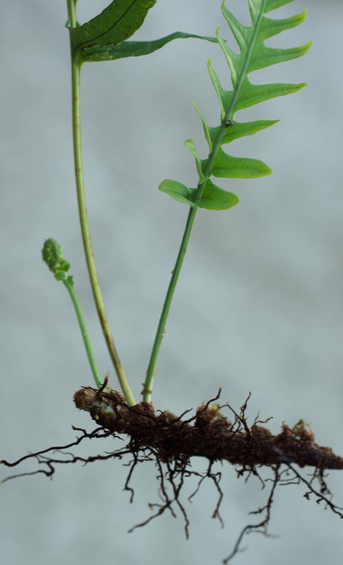 rhizome