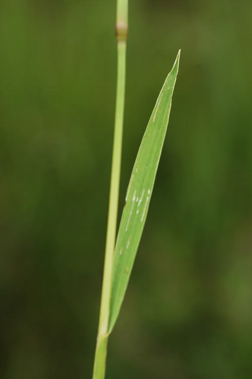 feuille