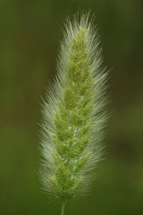 inflorescence
