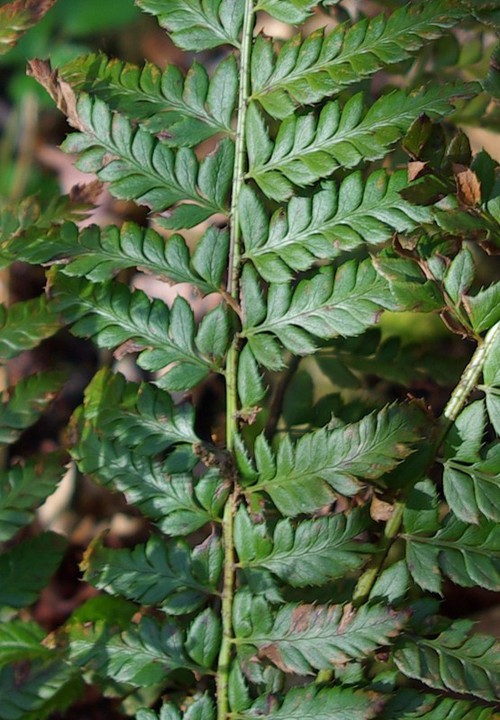 détail fronde