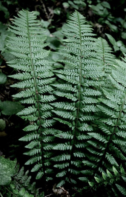 Plante entière