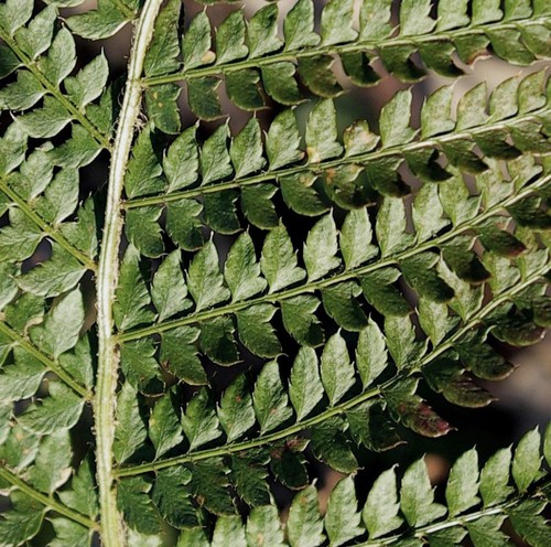 détail fronde