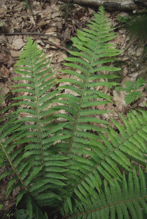 fronde