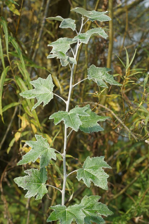 feuille