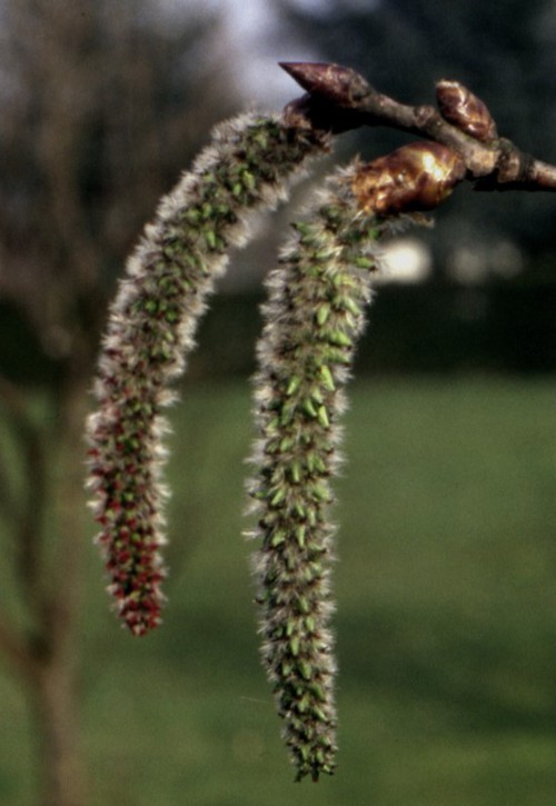 inflorescence femelle