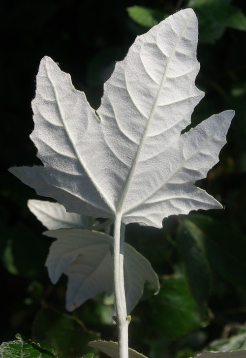 revers feuille
