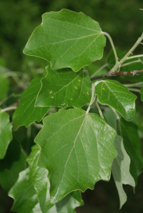 avers feuilles