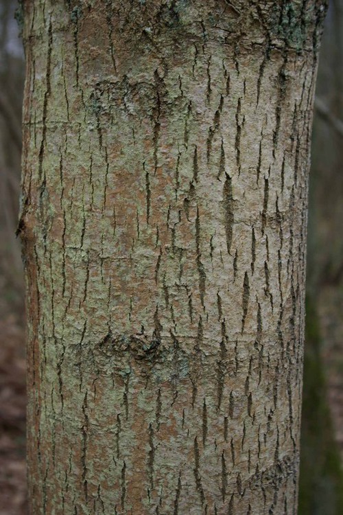 écorce âgée